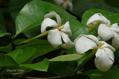 Gardenia resinifera